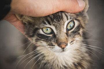 Beautiful close-up portrait of stray cat with human hand petting it, homeless animal, cute small street kitty, stripped cat with beautiful yellow eyes