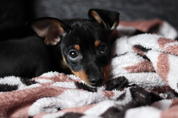 Zwergpinscher