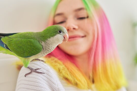 Green young quaker chick on the shoulder of a teenage girl owner