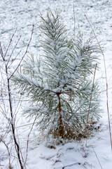 Snow covered pine forest on a cloudy winter day.