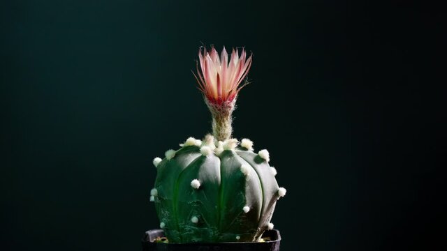 astrophytum asterias cactus flower blooming 4k timelapse