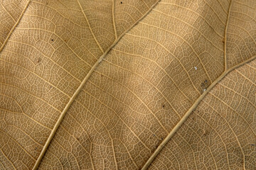 Brown Teak leaf close up