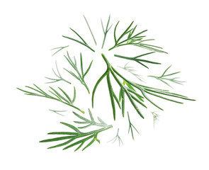 Green sprigs of dill levitate on a white background
