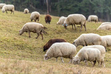 Sheep grazing in the open during a winter afternoon.