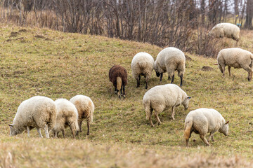 Obraz na płótnie Canvas Sheep grazing in the open during a winter afternoon.