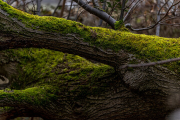 Obraz premium Fallen tree trunks lying on the ground covered with thick green moss close-up view.