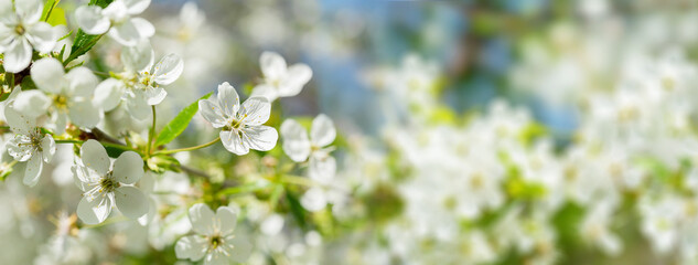 Blooming tree. White flowers on a cherry tree. Spring background