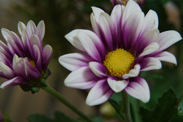 chrysanthemum flower macro