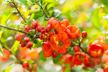 Blooming quince bush with orange flowers
