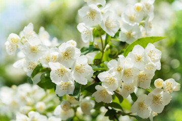 jasmine flowers in a garden