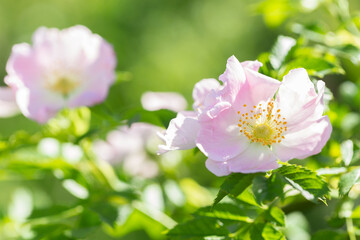 Flowers of dog-rose in a branch