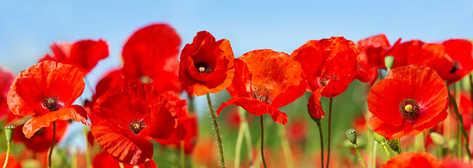 Red poppy flowers in a field. Poppies meadow