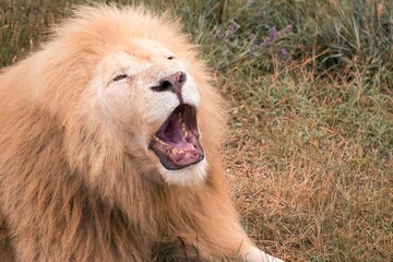 The lion is white. The lion yawns. Zoo. Safari. Savannah.