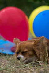 Fototapeta na wymiar Chihuahua redhead. Birthday. The dog is lying. The dog smiles. Colored balloons. Little dog. Puppy. The dog is eating. Birthday of the dog.