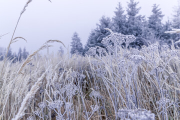 The forest and its surroundings during the first snow falling on the yellow grass in the background a snowy forest in the fog.