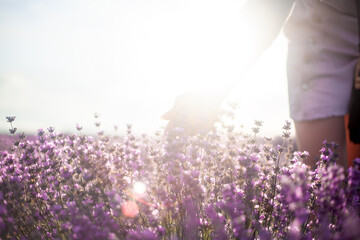 Close-up of woman habds touches  of the flowers of lavender flowers  in purple field. Woman walking...