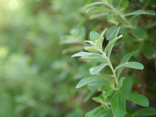 Close-up of green leaves hitting the soft sunlight during the day.