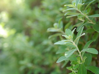 Close-up of green leaves hitting the soft sunlight during the day.