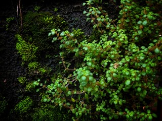 Fototapeta na wymiar green ivy leaves for natural background