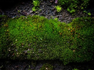 green moss on ground with little dark vignette effect.green moss background