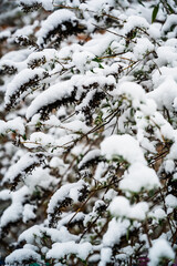 A shot of tree branches covered with snow