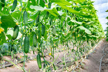 growing cucumbers in a greenhouse. Fresh fruits on plants