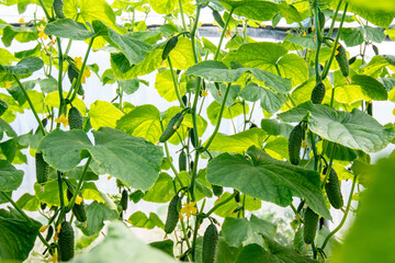 fruits of ripe cucumbers on plants, light background