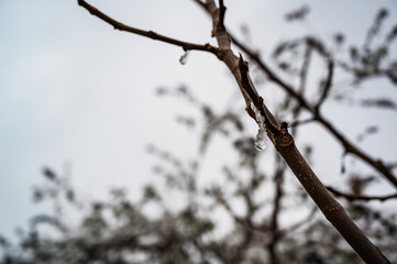 A selective focus shot of ice on a tree branch
