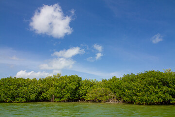 Yucatán peninsula in southeastern mexico Mayan landscapes and archeology