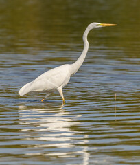 great egret (Ardea alba) alias common, large or great white egret or heron wading in pond