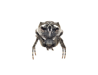 Tropical tent-web spider isolated on white background, Cyrtophora citricola