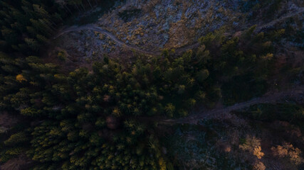 Fototapeta na wymiar Aerial view of the tops of yellow-orange colored leaves of a tree during low sunset.