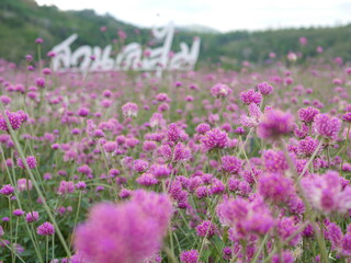 Obraz premium Close-up of flowers and colorful flower fields. In the daytime
