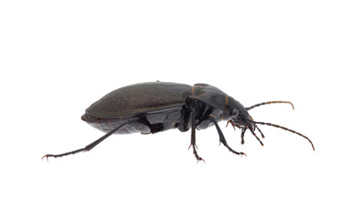 Beetle isolated on white background, Carabus rossii