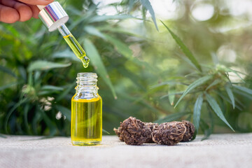 The hand was dripping oil into the glass bottle. Researchers are researching cannabis oil. The concept of using technology to research alternative medical marijuana Herbal extracts for therapeutic use