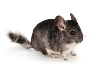 Little gray chinchilla.