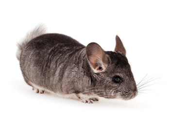 Little gray chinchilla.