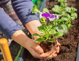 Petunia flower in children's hands. Planting balcony flowers.

