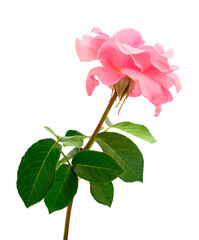 Fototapeta premium Pink rose flower.