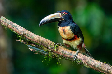 Fiery-billed Aracari - Pteroglossus frantzii is a toucan, a near-passerine bird. It breeds only on the Pacific slopes of southern Costa Rica and western Panama