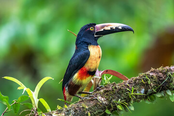 Fiery-billed Aracari - Pteroglossus frantzii is a toucan, a near-passerine bird. It breeds only on...