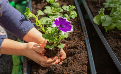 Petunia flower in children's hands. Planting balcony flowers.