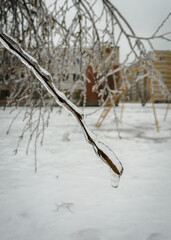 mobile photography: tree twig coating with ice closeup, freezing rain in winter, frozen trees in city park