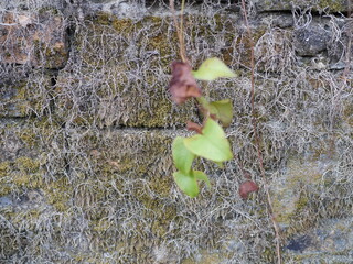The picture of the stone wall with roots inserted in the nook and green leaves. Suitable for making wallpapers