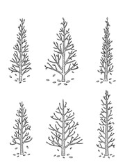 hand drawn side view Pine tree vector set.