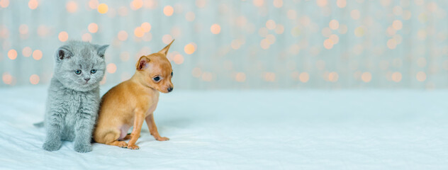 A small gray kitten and a red toy terrier puppy are sitting on the floor of the house against the background of lights. Stretched horizontal panoramic image for banner