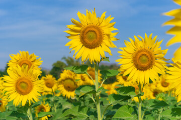 Blooming sunflowers on natural background