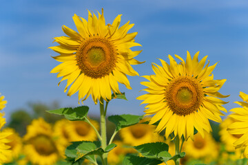 Blooming sunflowers on natural background