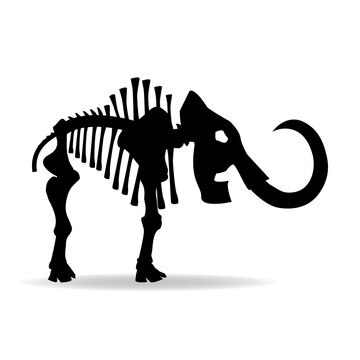 Ein stehendes Mammut Skelett als Silhouette