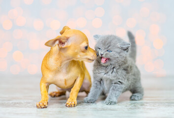 A gray fluffy kitten hisses at a small puppy sitting on the floor of the house against the background of lights.